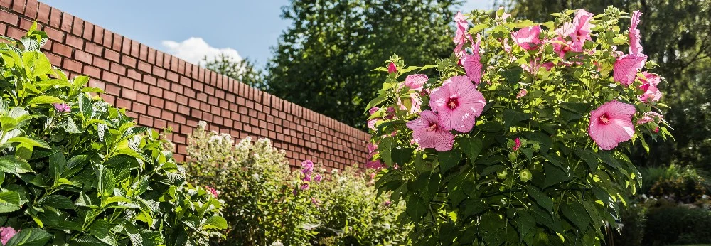 Rosa Blüten an einer Ziegelmauer